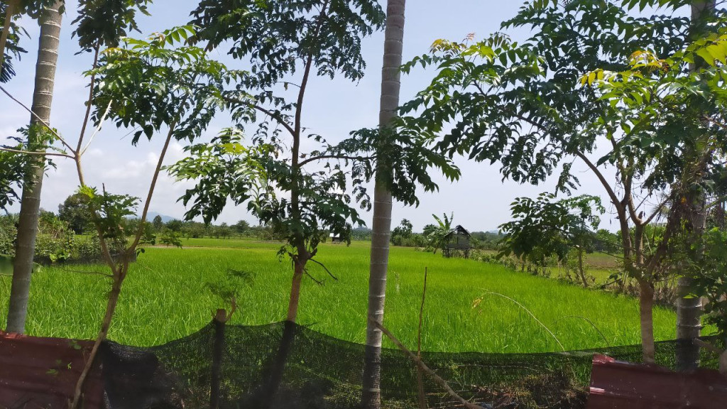 Lahan Sawah di Gampong Pajar Memiliki Luas 600 hektar dan Menghasilkan 421 Ton Padi Per Tahunnya.