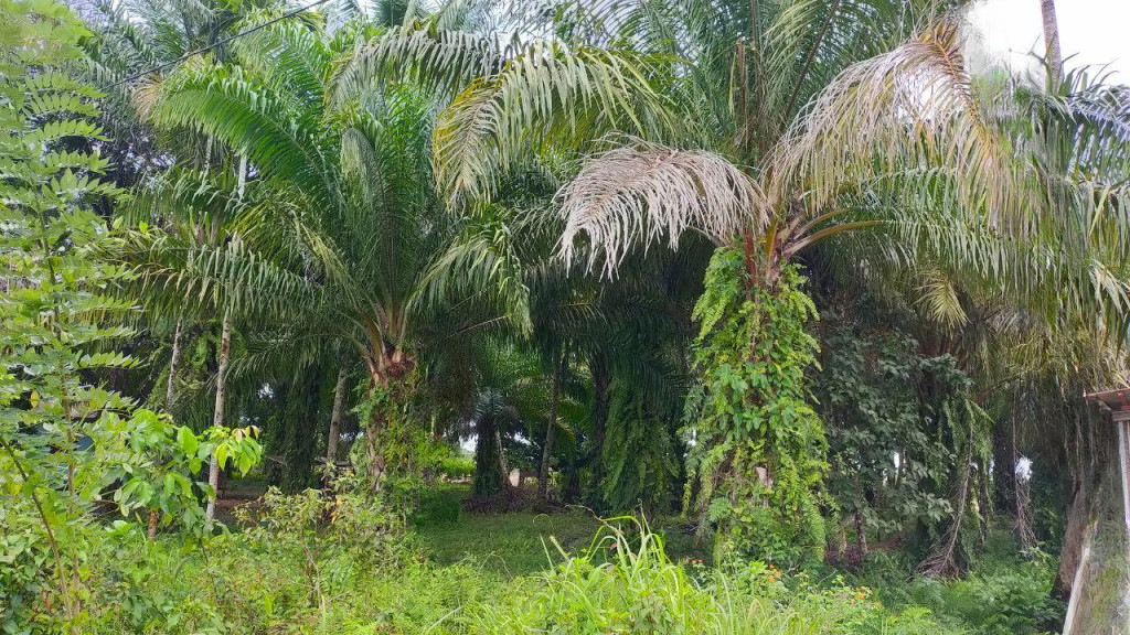 Kelapa Sawit di Gampong Pajar Menghasilkan Sekitar 550 Ton Per Tahun dari Lahan Seluas 900 ha.