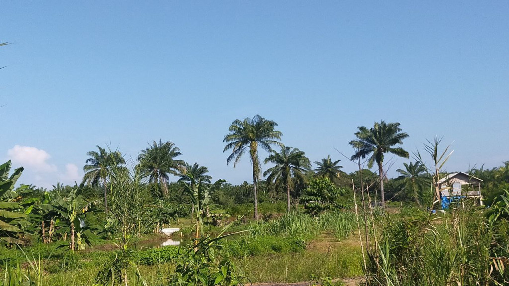 Kelapa di Gampong Pajar Menghasilkan Sekitar 75 Ton Per Tahun dari Luas Lahan Kelapa 50 ha.
