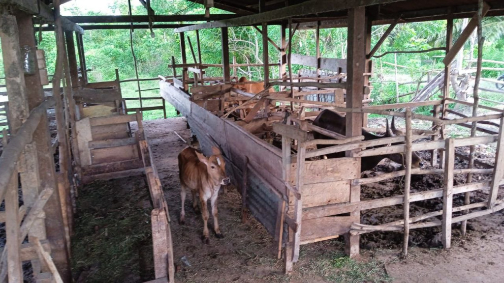 Peternakan Kambing yang Mendukung Ekonomi Lokal Gampong Pajar Mencapai 89 ekor Per Tahun nya.