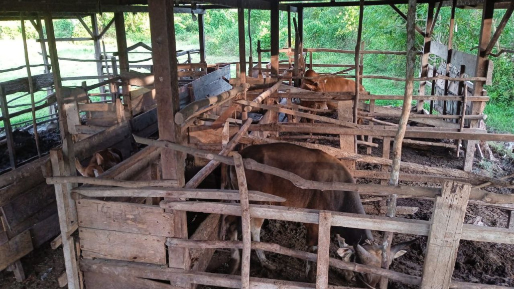 Peternakan Sapi yang Menyongkong Ekonomi dan Pangan Lokal di Gampong Pajar Memiiki 45 ekor Sapi.